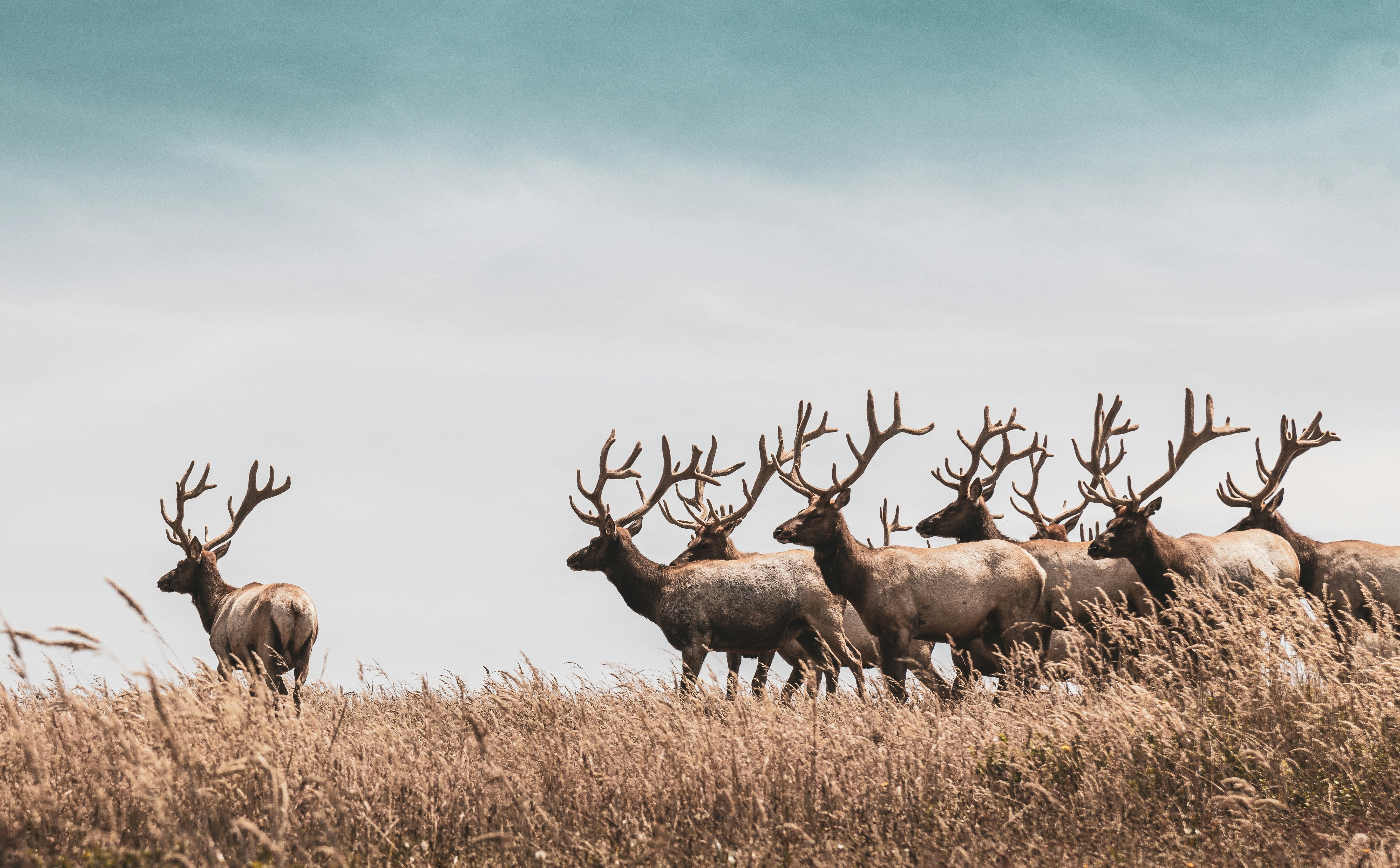 A herd of elk with antlers on in montana