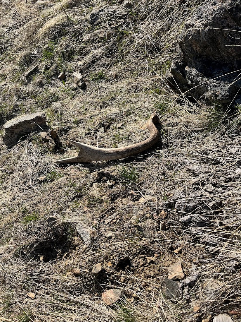 Split Elk Antler Dog Chew