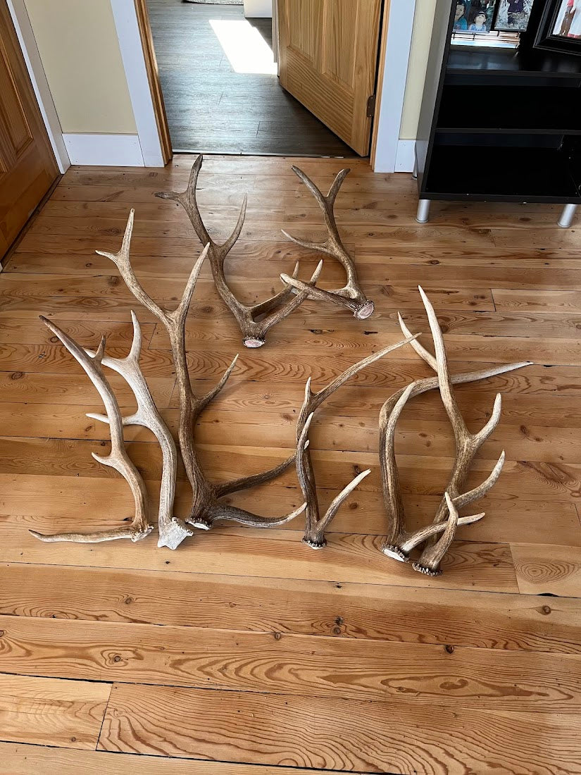 Split Elk Antler Dog Chew