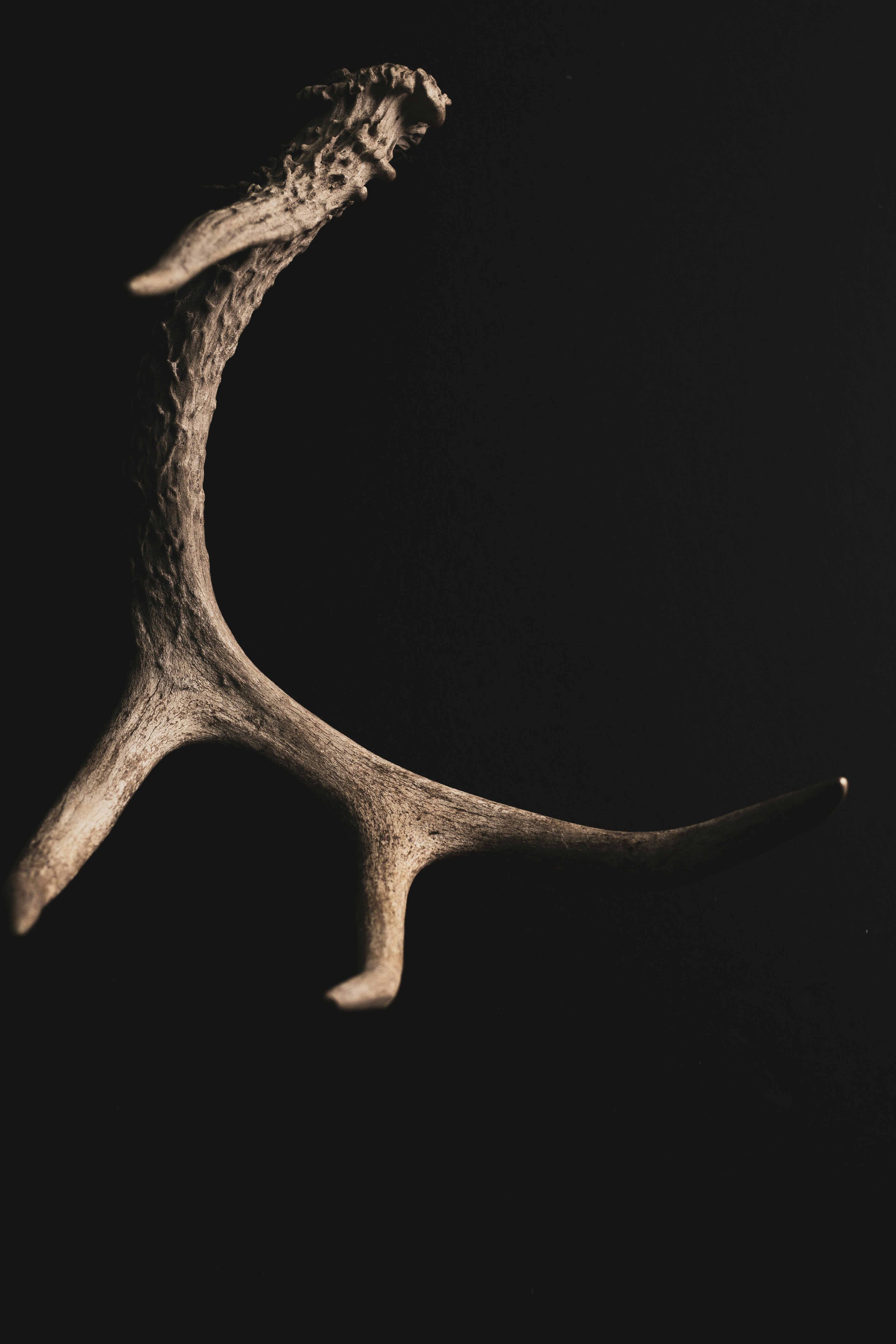Whole Deer Antler Dog Chew