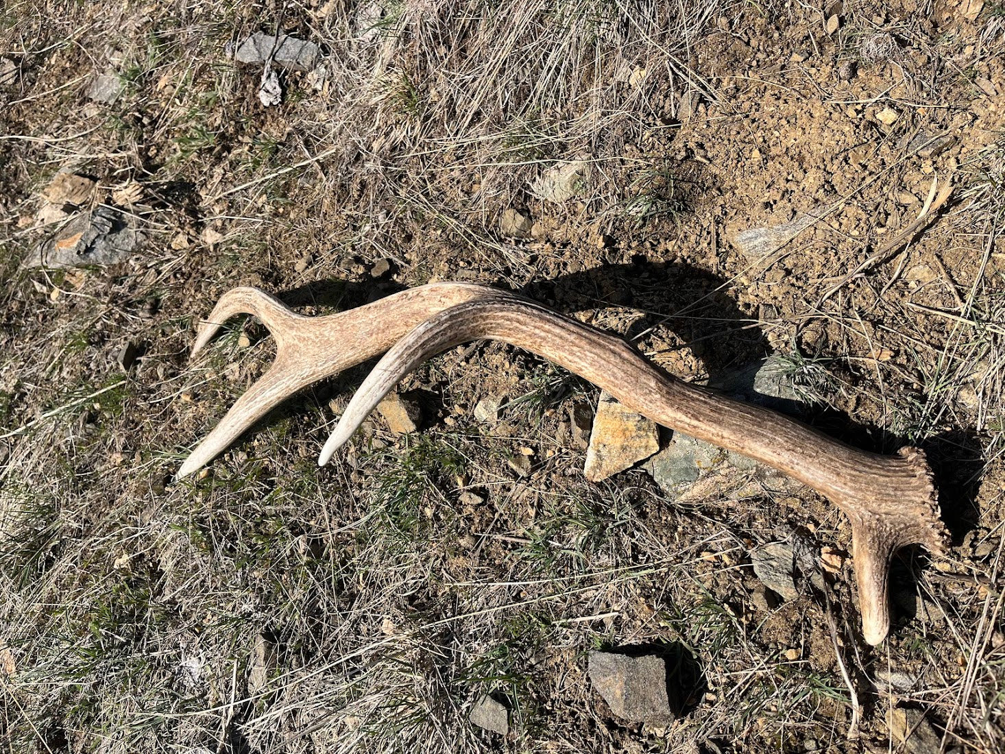 An elk antler ready to be turned into an elk antler chew for dogs