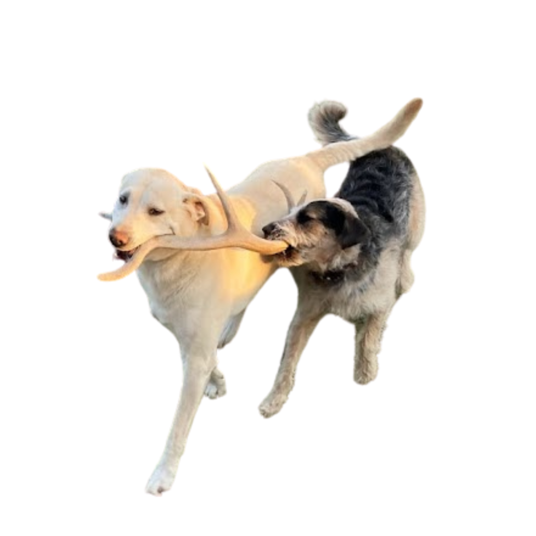 two dogs sharing an elk antler chew