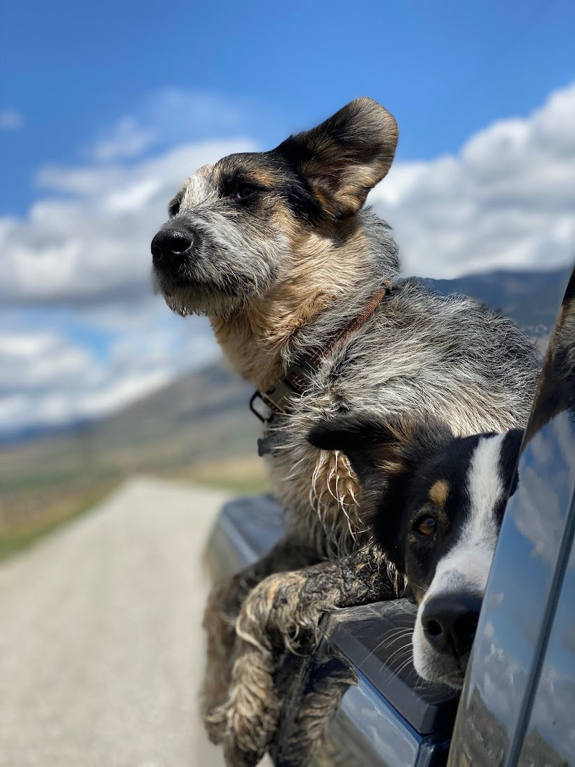 a dog that loves elk antler chews and shed hunting