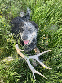 Whole Deer Antler Dog Chew