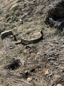 Split Elk Antler Dog Chew