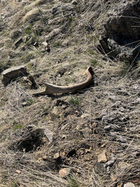 Split Elk Antler Dog Chew