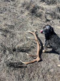 Whole Elk Antler Dog Chew