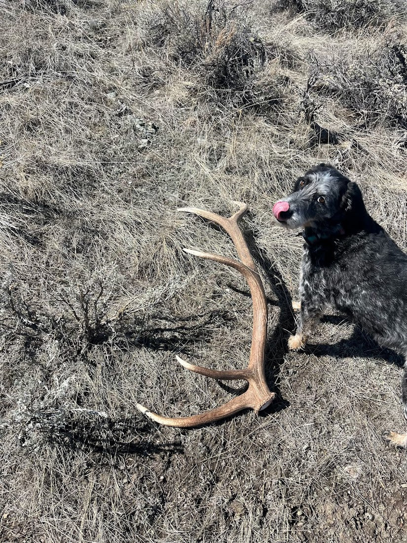 Split Elk Antler Dog Chew