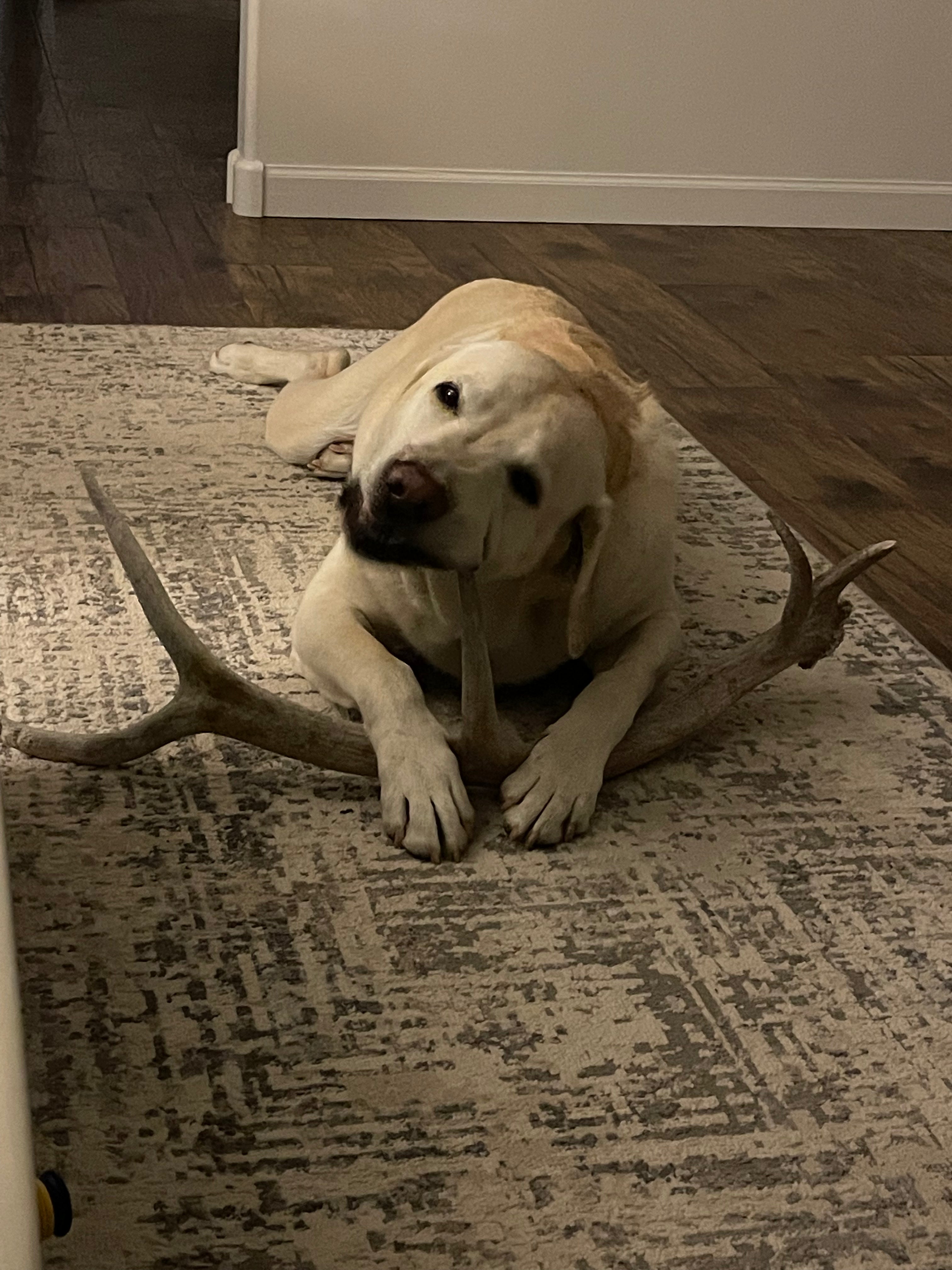 Whole Elk Antler Dog Chew