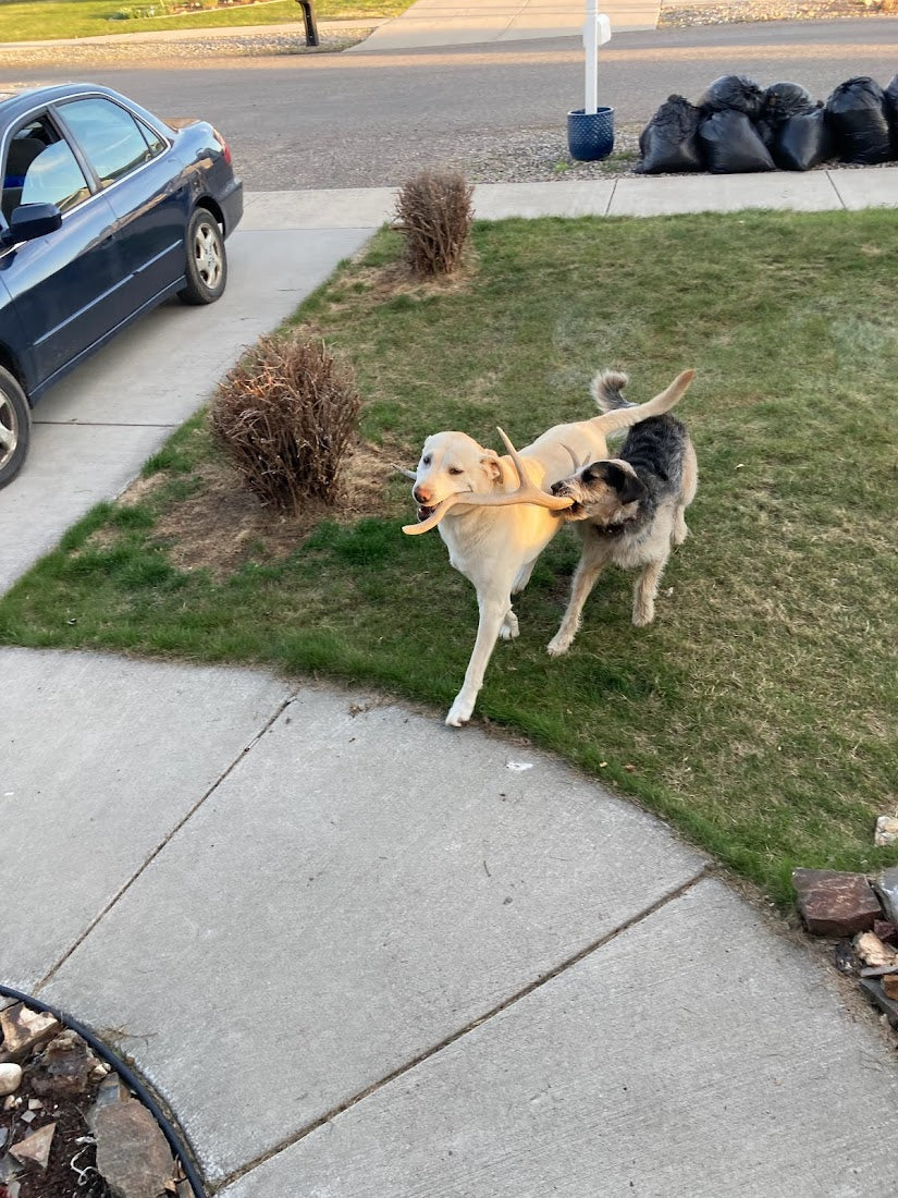 Whole Elk Antler Dog Chew