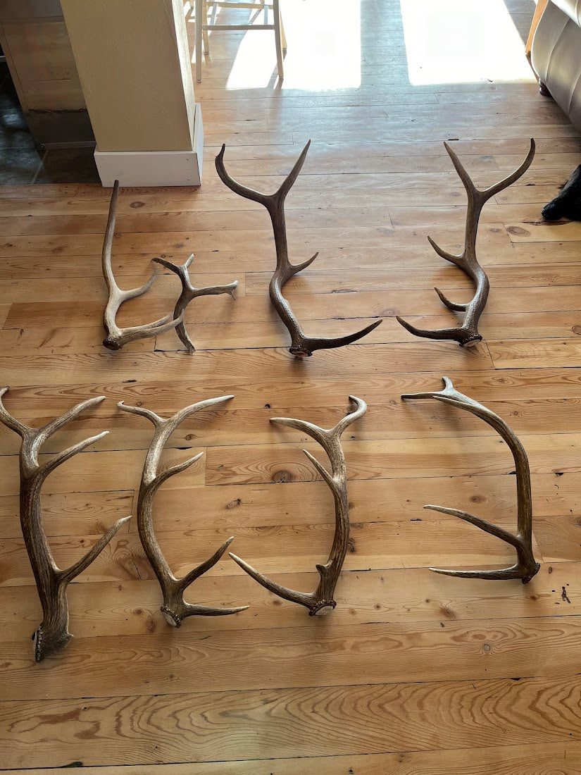 Whole Elk Antler Dog Chew