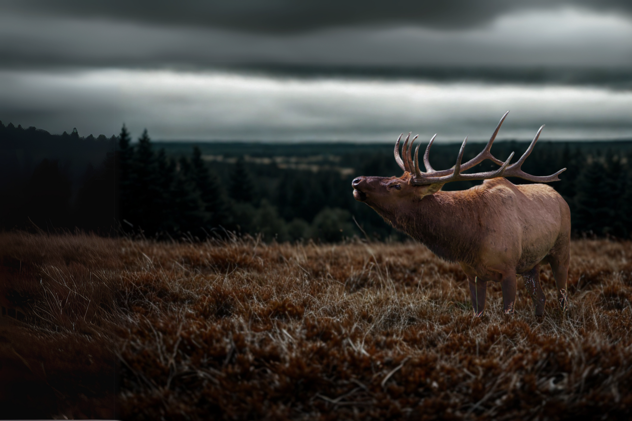 An elk bugling in the fields of Montana