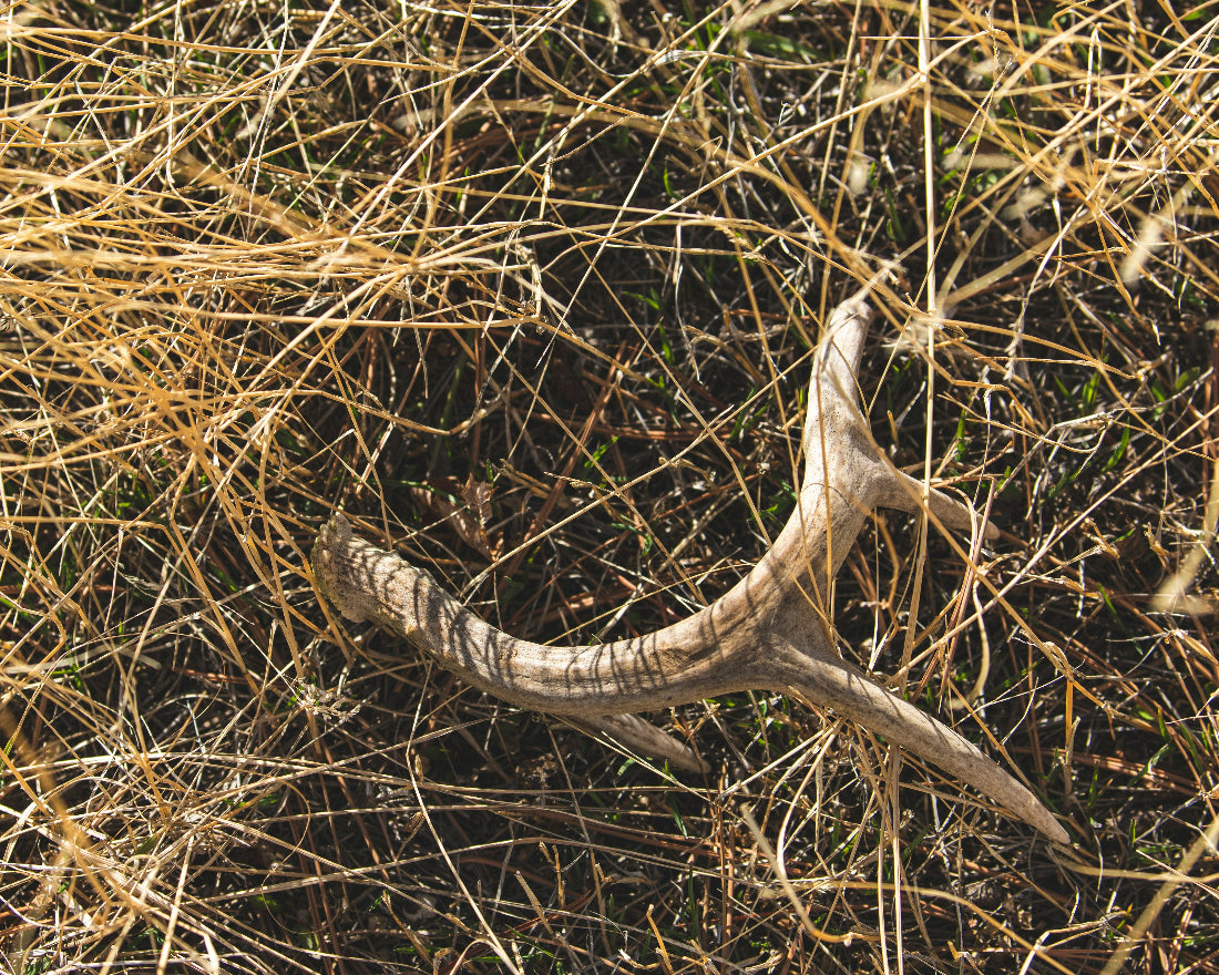 Whole Antler Chews