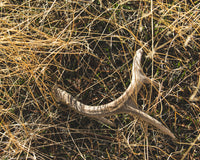 A deer antler ready to be turned into a deer antler dog chew