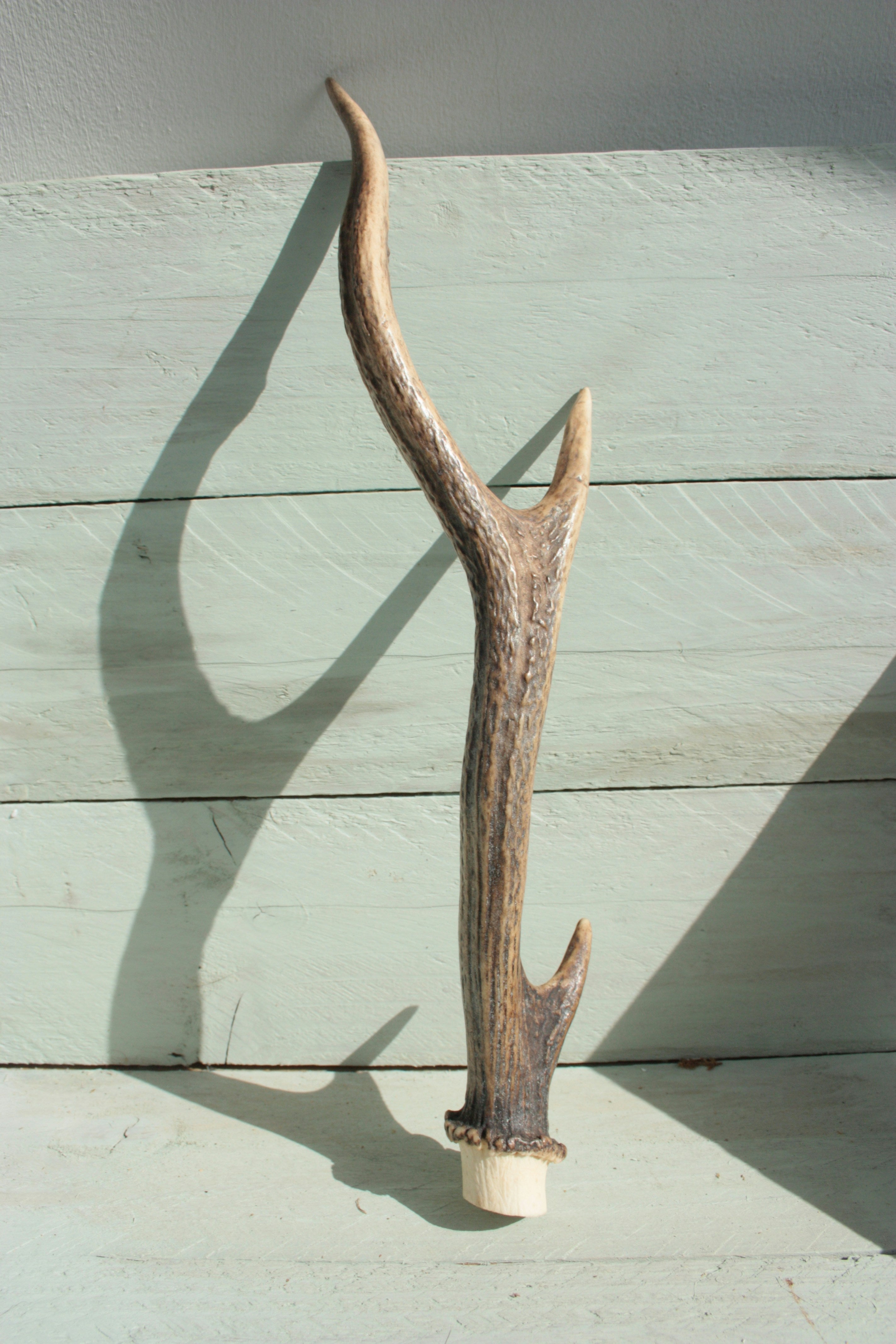 Split Elk Antler Dog Chew
